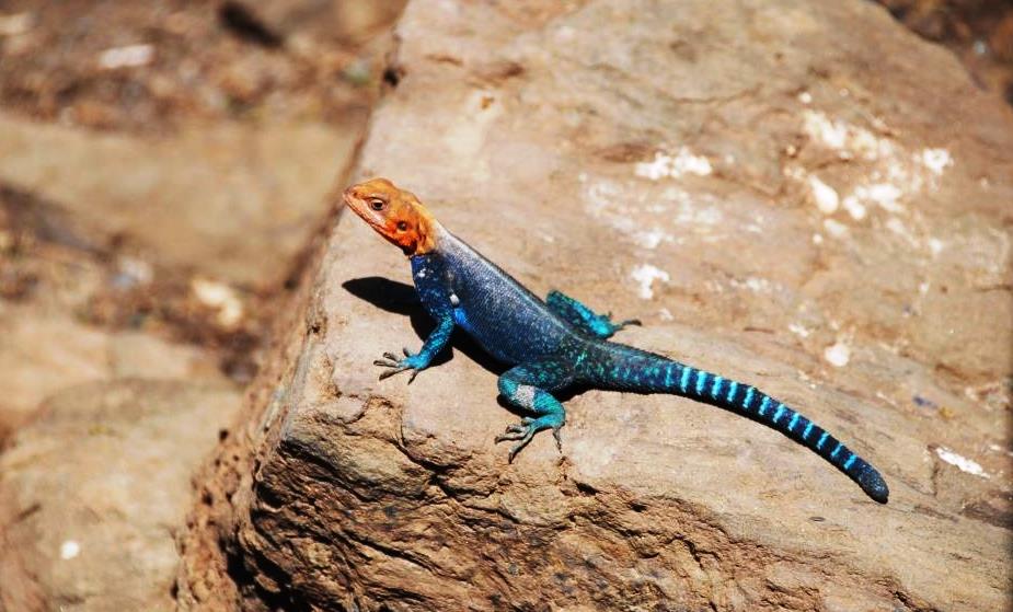 Agama sp.