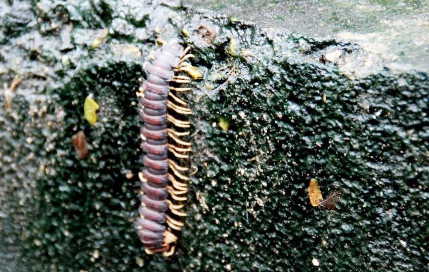 Scolopendra (?)