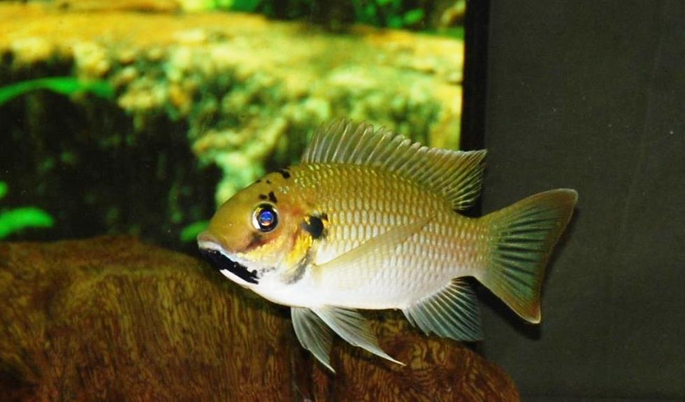 Sarotherodon melanotherodon, maschio in acquario