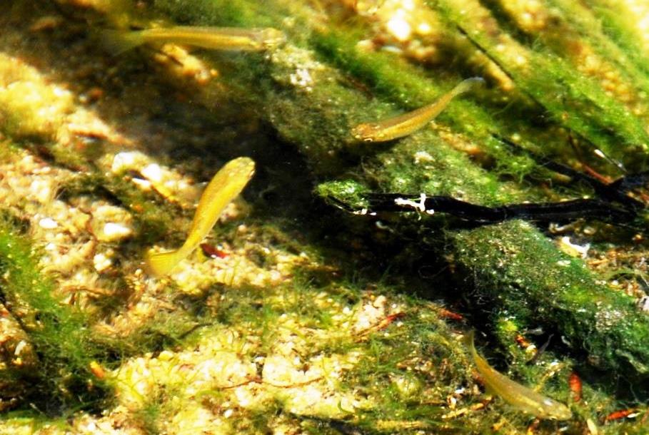 Aplocheilichthys spilauchen, in natura: Laguna di Ebriè, Grand Bassam
