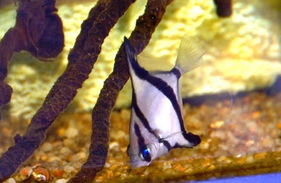 Monodactylus sebae, in acquario