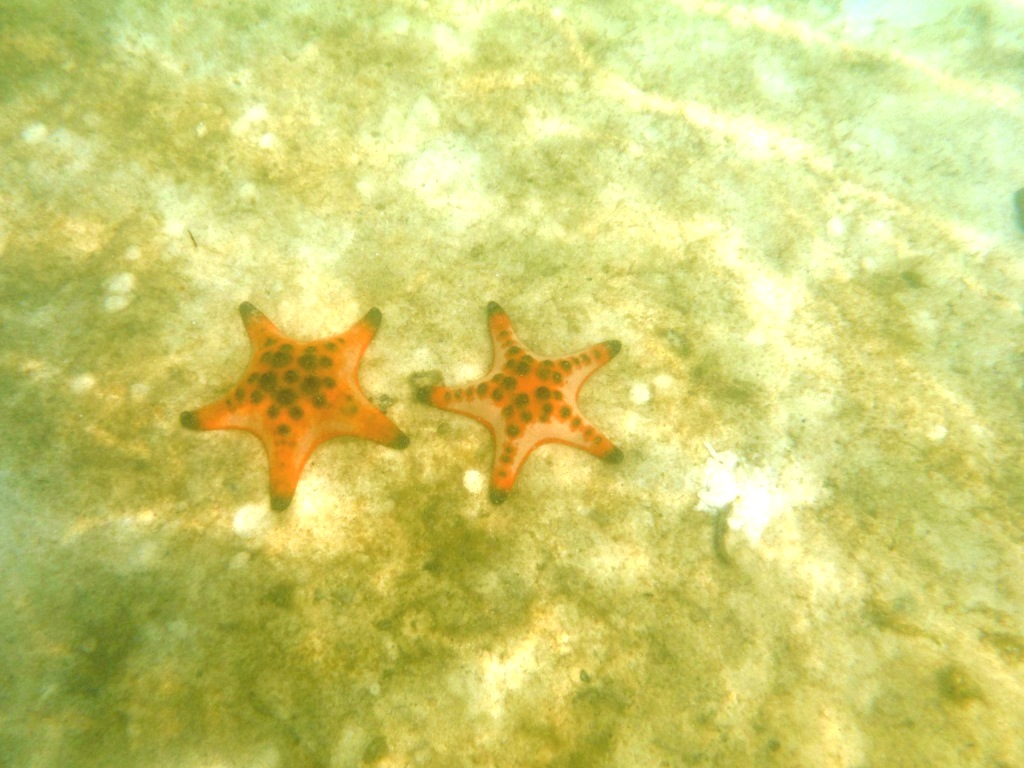 P. nodosus in acqua